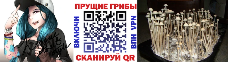Псилоцибиновые грибы прущие грибы  магазин  наркотиков  гидра   Купино 